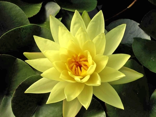Seerose  Nymphaea Sulphurea